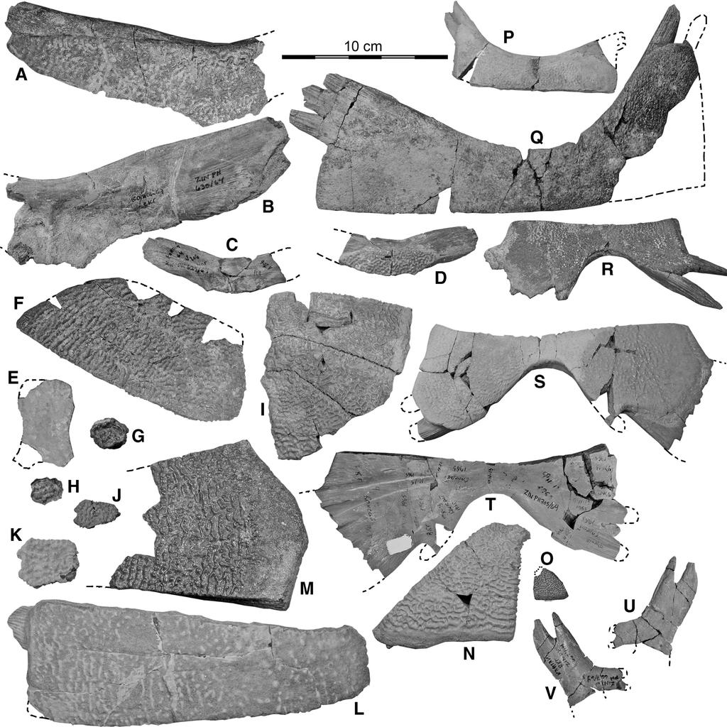 VITEK AND DANILOV CRETACEOUS TRIONYCHIDS FROM ASIA 389 FIGURE 6. Trionyx kansaiensis specimens from Kansai.