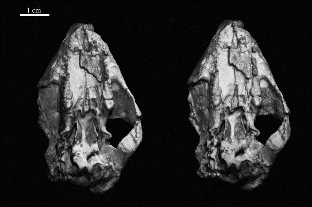 . Fig. 4. Stereophotograph of the skull of PSS-MAE 141, holotype of Mangasbaatar udanii, gen. et sp. nov., in ventral view with accompanying line drawing.