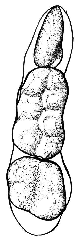 A. B. Fig. 15. Illustrations of the lower dention of PSS-MAE 141, holotype of Mangasbaatar udanii, gen.