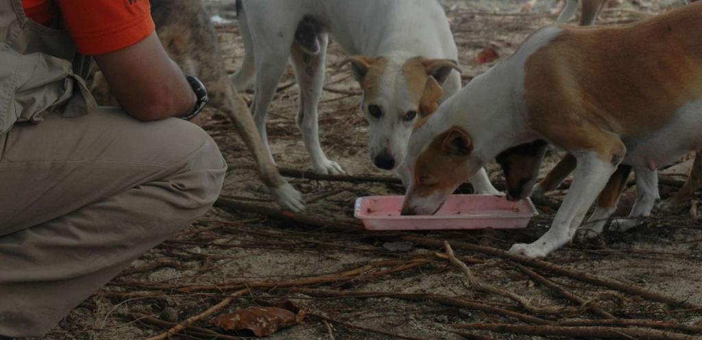 Rescue of Dogs in disasters across the globe.