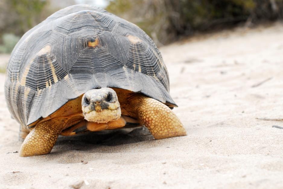 Radiated Tortoise SAFE Species Program Goal The Radiated Tortoise is one of Madagascar s most iconic and culturally significant species (Figure 1).