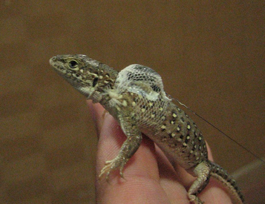 No. 2 Il-Hun KIM et al. Habitat Use of an Endangered Lizard 135 marked with a 1.3-m pole for one day.