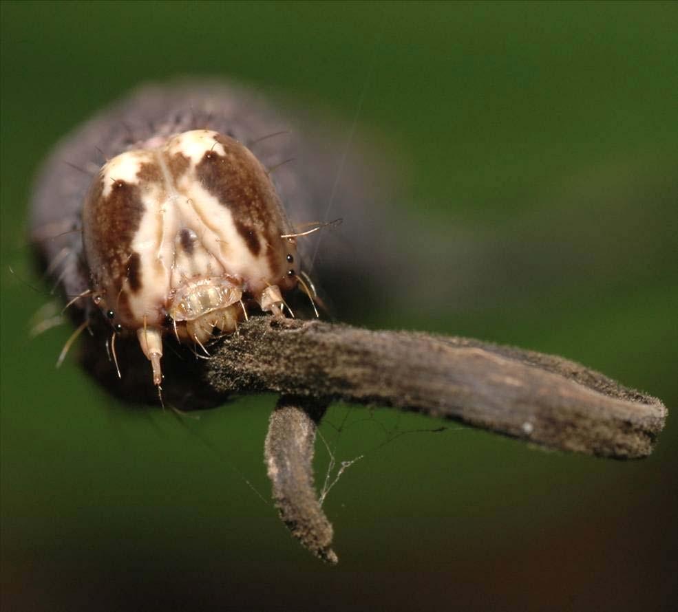 Leong: Final Instar and Metamorphosis of Hypopyra pudens Fig. 2. Close-up of the head of the final instar larva of Hypopyra pudens. Note the sparse distribution of hairs around its head.