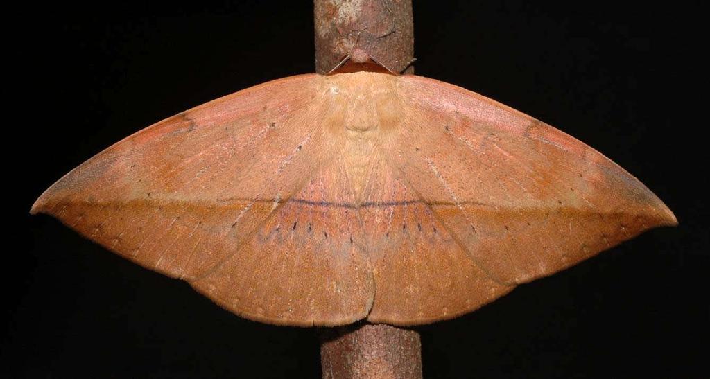 Leong: Final Instar and Metamorphosis of Hypopyra pudens Fig. 4. Dorsal view of female Hypopyra pudens (ZRC.LEP.