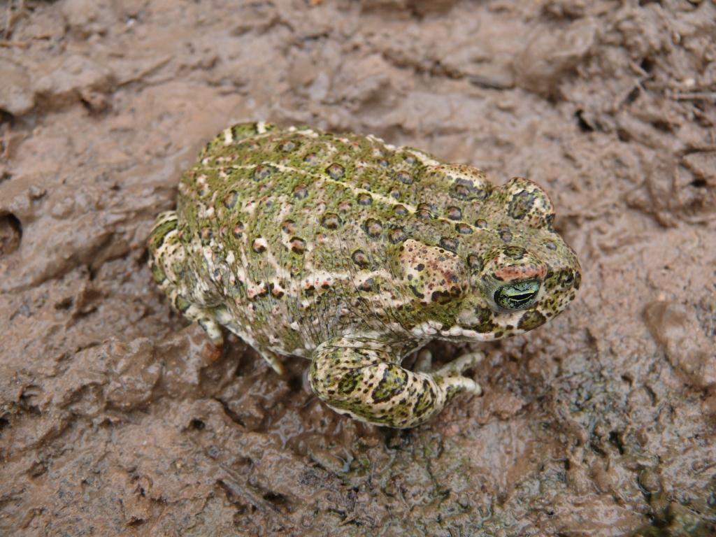 Amphibians (2 species) Pelophylax perezi (common