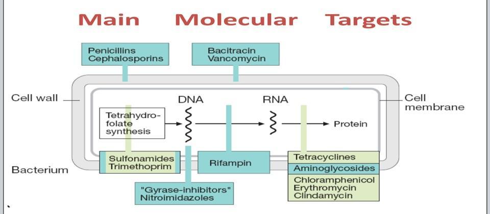 do Main molecular targets for antibiacterial chemotherapy (antibiotics): - External Integrity of the bacterial Cell Wall (Cell wall synthesis), They are generally bactericidal.
