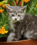 INSURANCE The only real answer is insurance. It is important to insure your kitten as soon as possible. Most insurance policies are fairly comprehensive in the cover they offer.