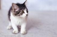 COLLECTING YOUR KITTEN If a kitten is healthy and eating well, a breeder will normally allow him/her to go to their new home between eight and twelve weeks old.