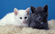 COLLECTING YOUR KITTEN Remember that being taken from their mother maybe a very traumatic experience for your kitten.
