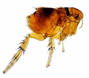 Fleas Fleas are irritating and stubborn parasites that can cause considerable discomfort to our pets.