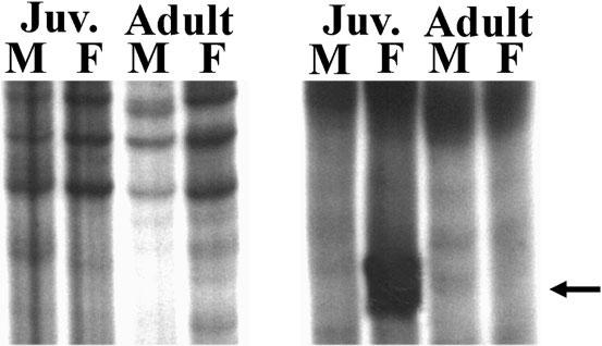 Zebra Finch Neurocalcin 377 Figure 1 Autoradiograph of electrophoretically separated ddrt-pcr products amplified from pooled samples of juvenile and adult males and females.