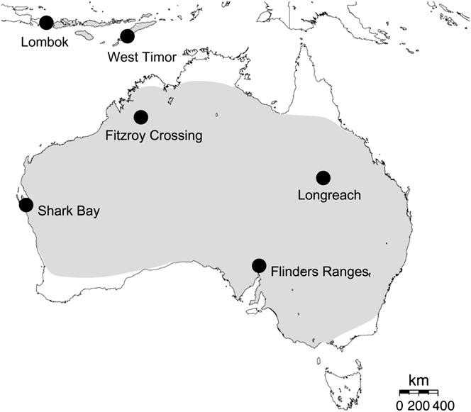 648 C. N. Balakrishnan and S. V. Edwards Figure 1. Range map and sampling localities of two zebra finch subspecies.