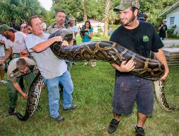 problem. Out of Place Burmese pythons are not naturally found in the Everglades, or anywhere in North America, because the species is native to southern Asia.