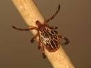 Ticks in New Areas