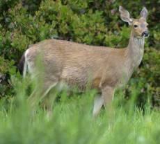 White-Tailed Deer Repopulation Deer were