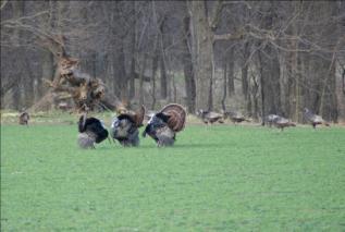 Wild Turkey in the U.S. By the Great Depression, very few wild turkeys remained in the entire country.