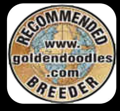 Three-year health guarantee for all genetic faults. Reserve your little truffle puppy today! PETITE GOLDENDOODLES (15 25 lbs.