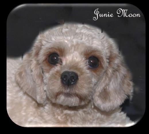 Junie s smaller CavaPooChon litter should have a good variety of coat colors with mostly red or red/white, soft-curl coats. Maya X Spanky (10 lbs.