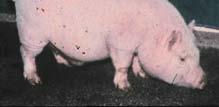 Swine Pigs like humans?