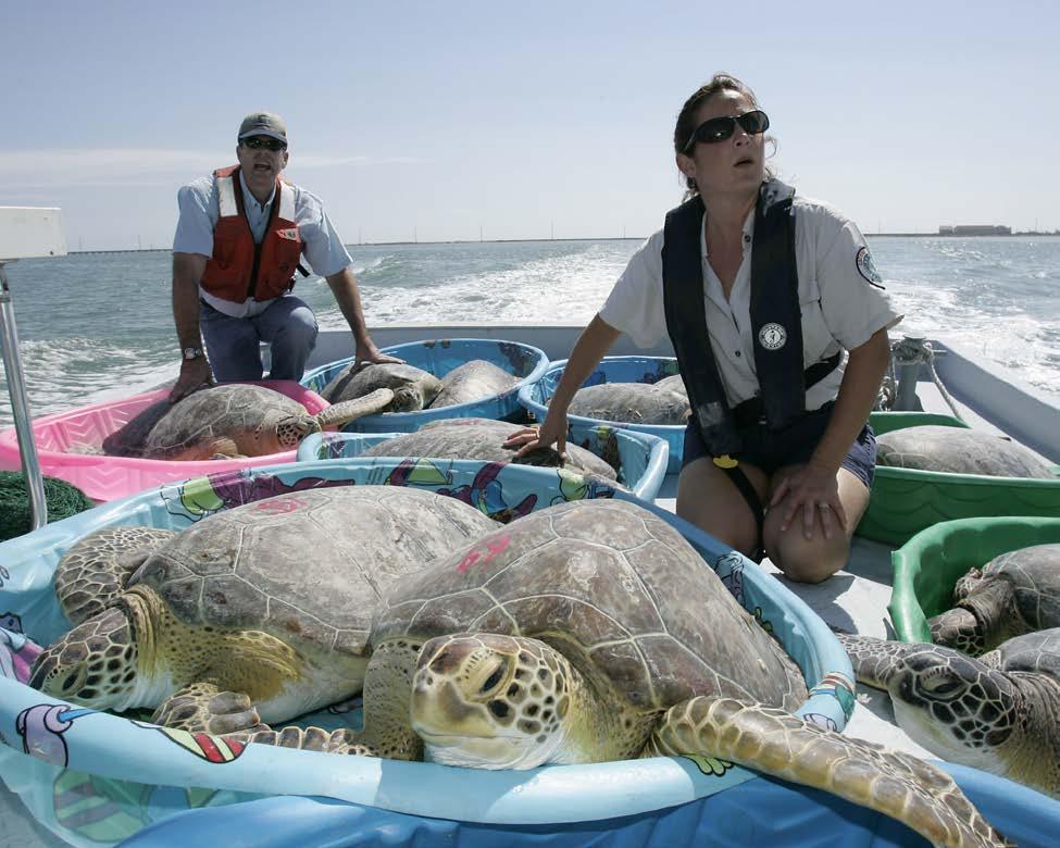 training and technical assistance to STSSN participants in Texas and maintain the records of Texas sea turtle strandings. Figure 13-7.