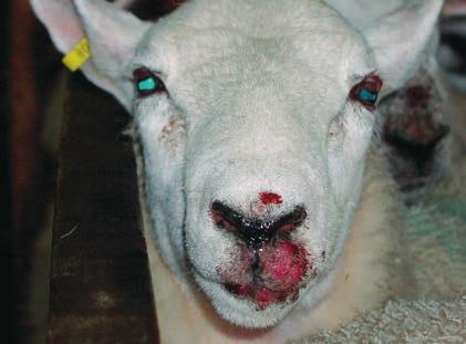 What is ORF? ORF is a highly contagious disease primarily of sheep and goats, caused by a parapox virus. People working with infected sheep can also catch ORF.