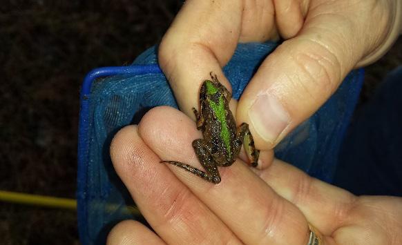 El Niño and December Herp Activities Amphibians Annotated Species Accounts Acris crepitans (Northern Cricket Frog) One Northern Cricket frog was found on a wet path leading to a field planted with