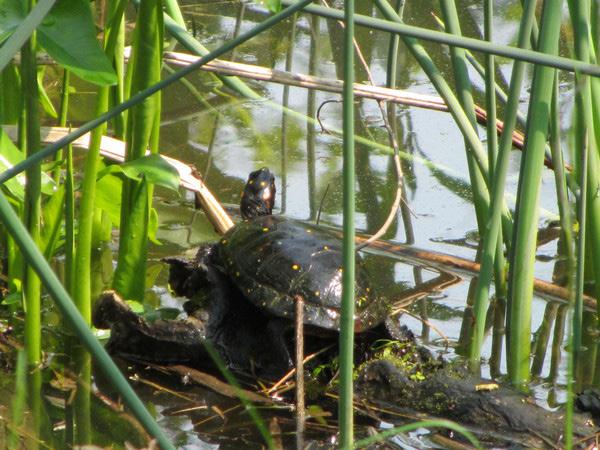 Field Notes Clemmys guttata (Spotted Turtle) VA: Prince William Co., Occoquan Bay National Wildlife Refuge (roughly 38.636613, -77.232598). 8 May 2016. Barbara J. Saffir and Nancy Hwa.