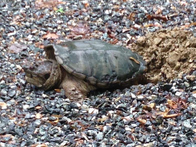 On 12 June 2016 I observed and photographed a Snapping Turtle laying eggs. There is no vouchered record for Northumberland County (Mitchell J.C. and K.