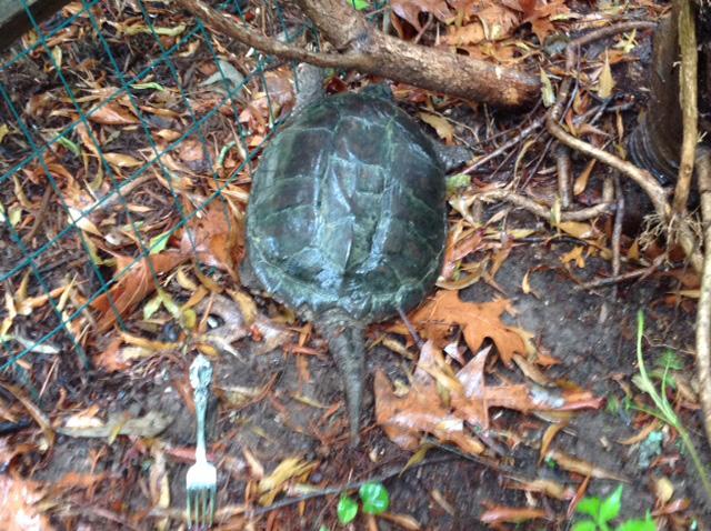 Catesbeiana 2016 36(2) Chelydra serpentine (Snapping Turtle) VA: Northumberland County, 174 Bayberry Point Lane Kilmarnock, May 31, 2016, Denise and Richard Neilson.