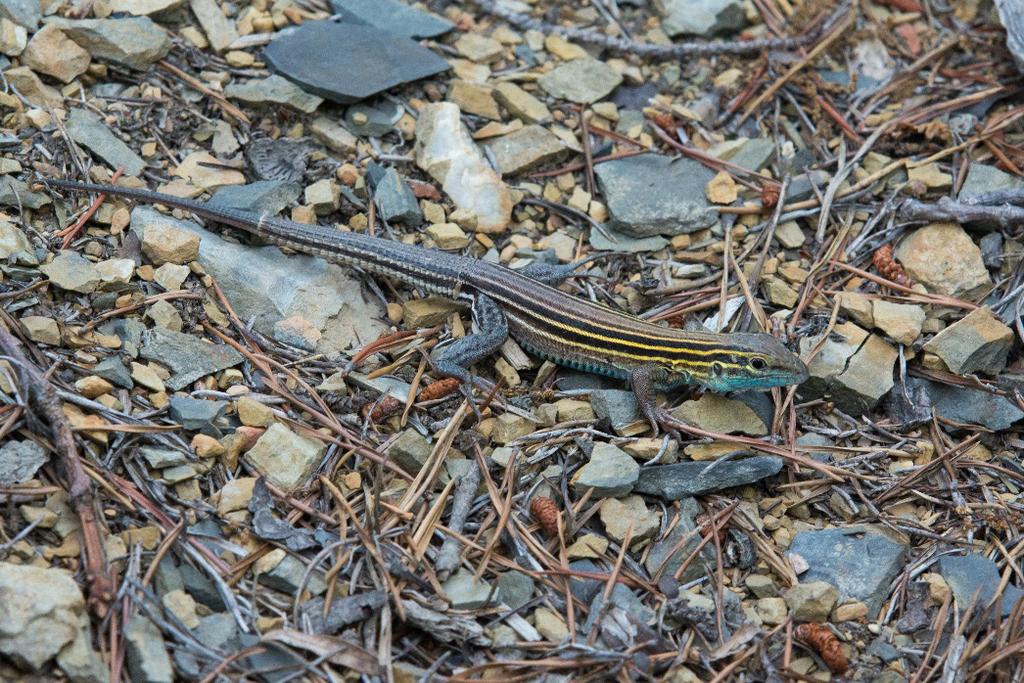 Field Notes While investigating a shale barren on the west side of Massanutten Mountain just south of Strasburg, I encountered an Eastern Six-lined Racerunner on the steep slope abutting the North