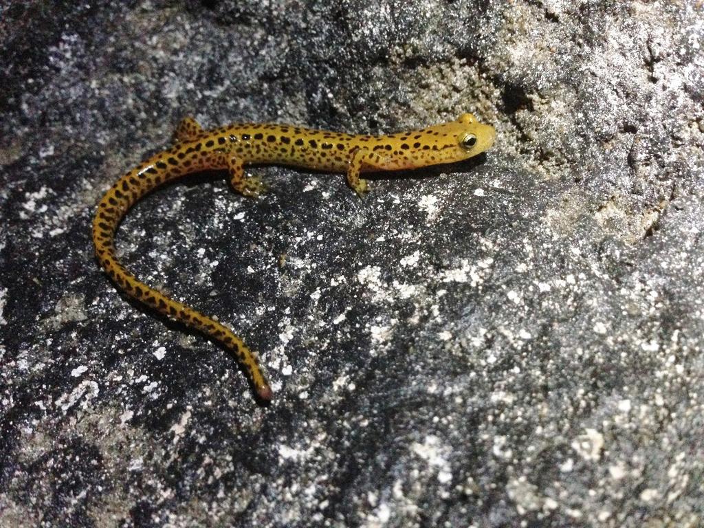 Catesbeiana 2016 36(2) Eurycea longicauda (Long-tailed Salamander) VA: Nelson Co., Claudius Crozet Blue Ridge Tunnel (38 1 49.1232 N, 78 51 10.5192 W). 28 May 2016.