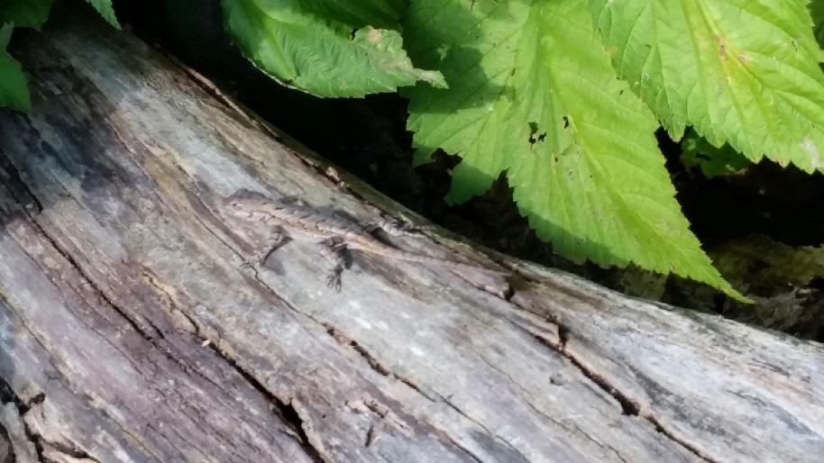 Field Notes Sceloporus undulatus (Eastern Fence Lizard): VA: Clarke County, Town of Berryville (39 9 10.7814 N, 77 58 13.5582 W) 30 June 2016 Christina Kraybill.