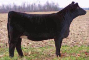 Mr Momentum H508 HPF Ms Ebonys Lady S089 NJC SVF Antoinette K205 Purebred ASA# 2584978 BD: 4-03-11 Tattoo: Y085 Adj. BW: 66 This little April heifer is one that s sure to be noticed.
