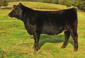 Y010 This Ollie yearling heifer will show and become a great cow. Her dam was the top selling bred heifer in the 2011 Kappes sale. Great EPDs and performance. A very fancy baldy!