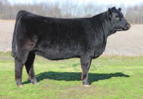 This heifer is deep bodied and level in her design with a wide top. Lots of potential here as she has done nothing but get better. Truebenbach Show Cattle True Libertys Dream 29 STF CE: 5 BW: 1.