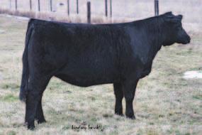 3/4 Blood ASA# Pending BD: 2-17-11 Tattoo: 012Y Adj. BW: 78 Adj. WW: 625 This second generation half blood is the direct daughter of RP/MP Lucy s Mark T019. T019 won the 2008 NAILE Jr.