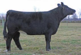 BW: 70 007Y is out of a very nice, deep bodied cow that is well respected at Hudson Pines @ Rocking P Livestock. This Burning Smoke daughter is very maternal in her type and kind.