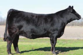 BW: 92 Adj. WW: 582 Sheza Glory is a daughter of our lead donor SVF Sheza Unforgettable. This is the same cow family that produced Steel Force.