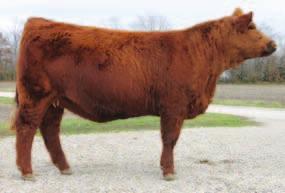 Pair Bulls NB Red Crystal 15X KNH Added Value - Reference sire 49 CNS NB Red Crystal 15X CE: 7 BW: 0.1 WW: 24 YW: 46 MCE: 9 MM: 2 MWW: 14 MRB: 0.30 REA: 0.