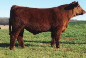 WW: 678 A stylish stout made Grandmaster with performance. His dam is a THSF Freedom daughter with milk and performance.