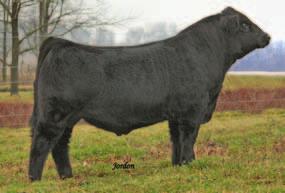 Fantasy N906 Purebred ASA# 2596321 BD: 1-18-11 Tattoo: 1Y Adj. BW: 105 Adj. WW: 724 This Upgrade son s is extremely big bodied, high performing and loose structured.