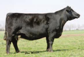 She has worked well with many matings, always producing moderate, functional, black, polled cattle that are easy to sell.