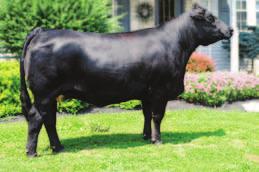 She is big boned, long bodied, massive cow that passes these traits onto her calves. Her last five bull calves have averaged $4,060 in the Bulls of the Bluegrass sale.