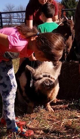 Strong Family Farm Newsletter - December16, 2017 Kunekune Pigs, Goats, and Eggs!