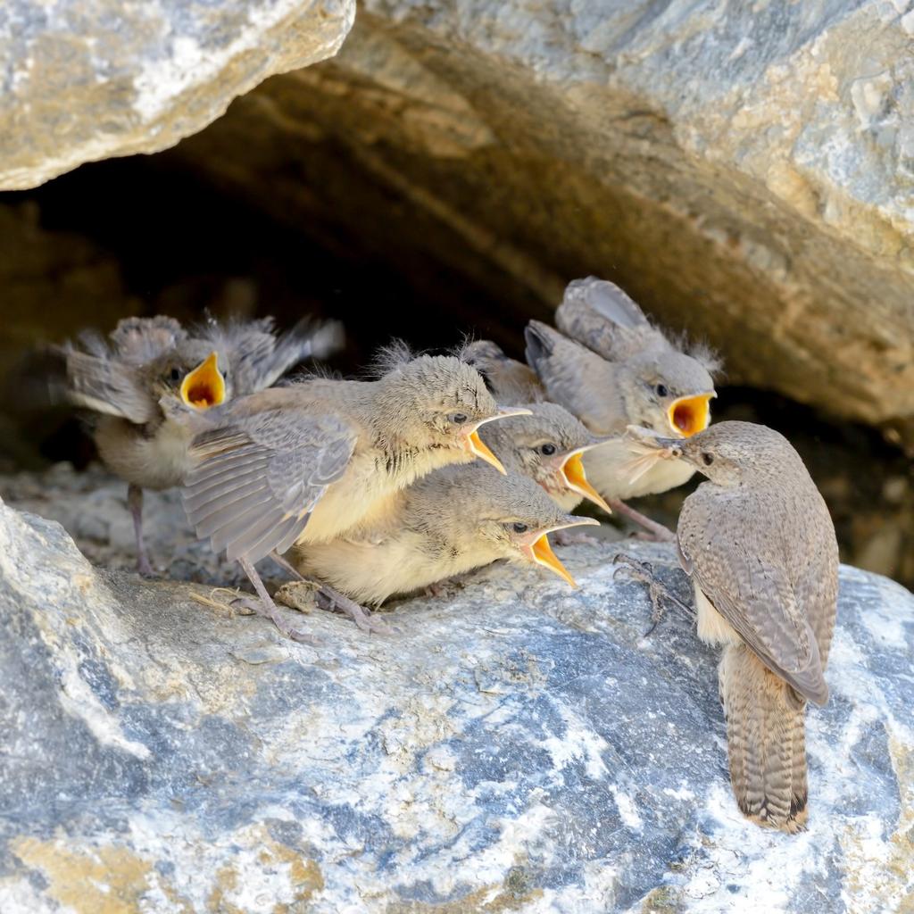 In the morning on 18 June, Brown observed five fledglings being fed on a 1.3-m (51-inch) high rock ledge about 30 m (90 ft) from the nest hole (Figure 3).