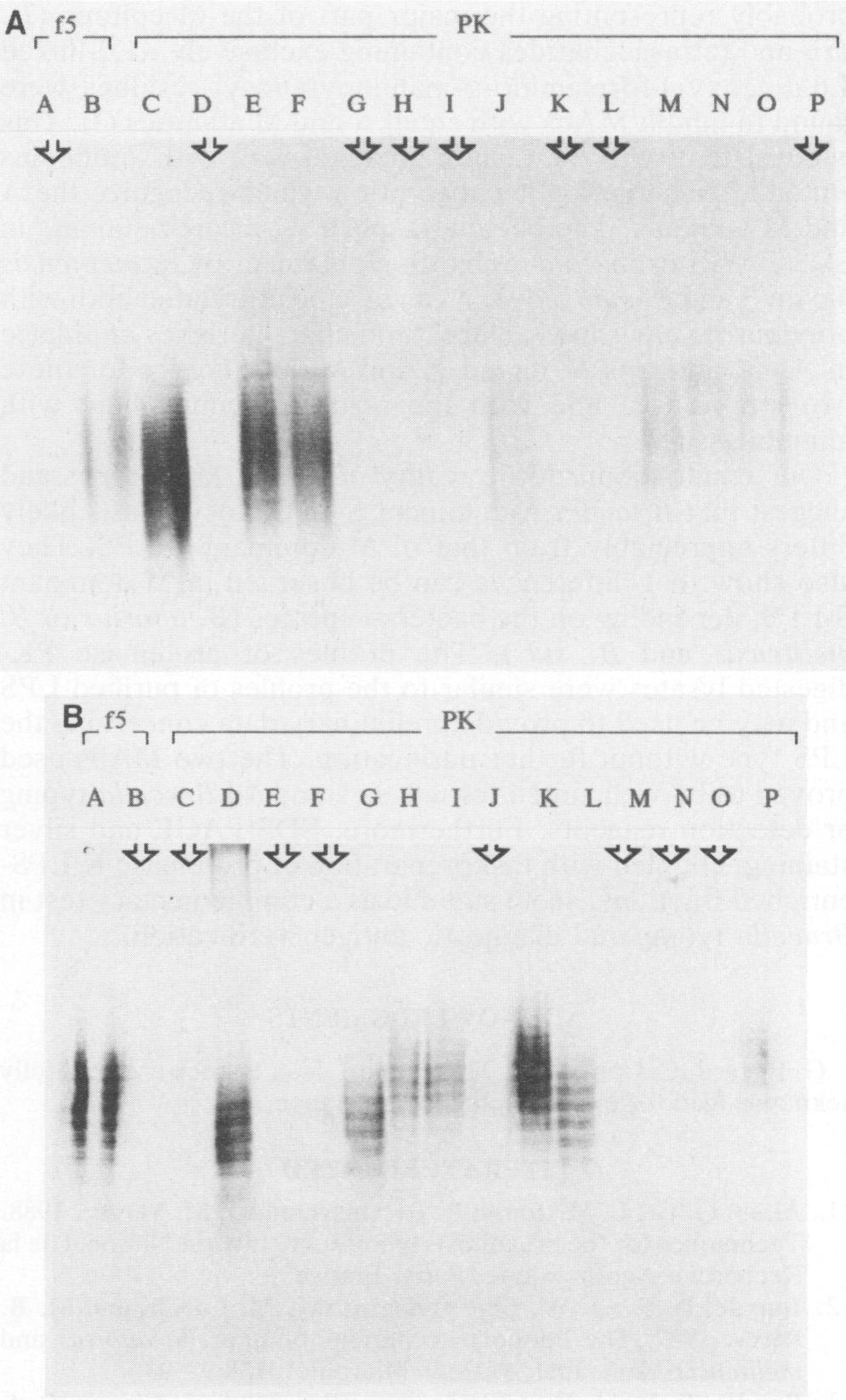 LPS-coated latex agglutination inhibition are consistent with the early proposal of Wilson and Miles (27) and practical results currently observed in standard biotyping of brucellae (Table 1) (1).