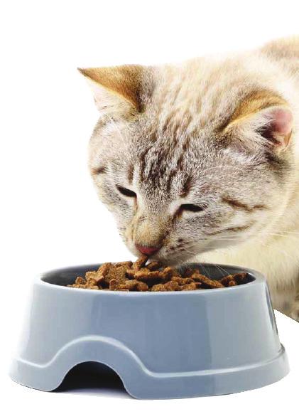 What you should do: Provide your cat with fresh clean drinking water at all times, preferably located away from their food source.