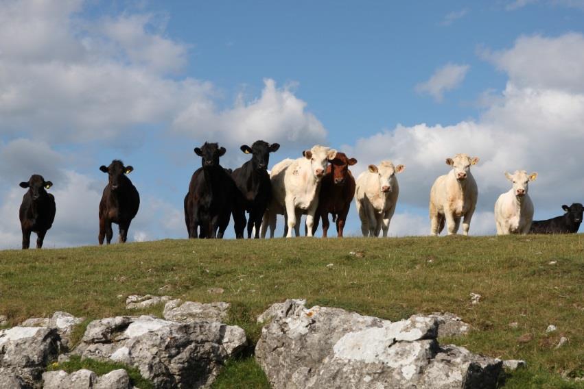 Roundworm infection risk at pasture Pastures may remain