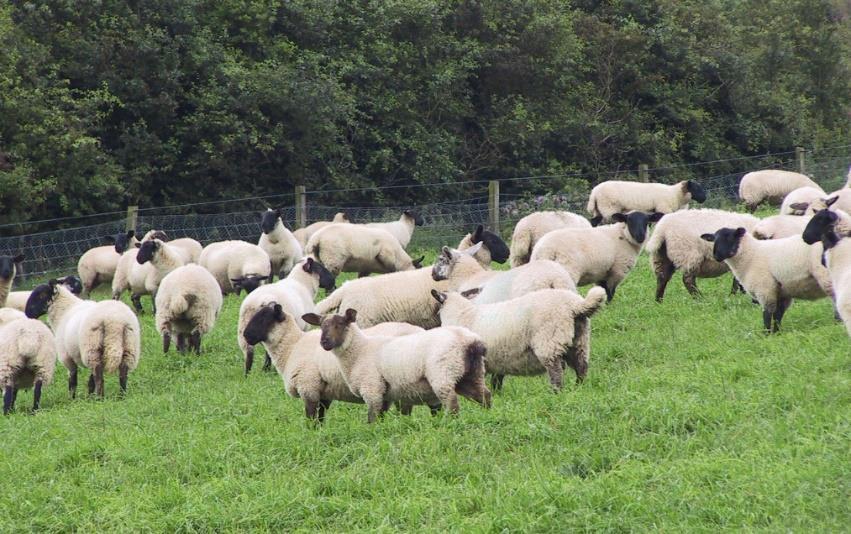 Sheep: Parasitic Gastroenteritis & Haemonchosis PGE (lambs): Loss of appetite Diarrhoea Dehydration Weight loss Haemonchosis (lambs and ewes): Sudden death (acute infection) Anaemia and general