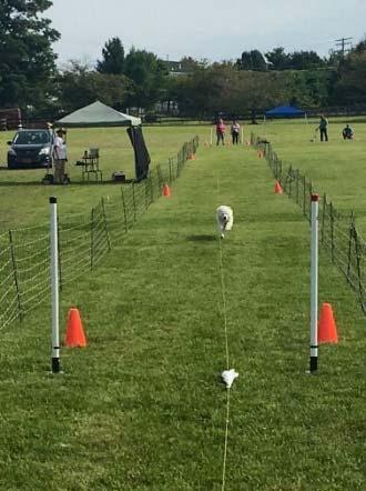 What is the Fast CAT? Fast CAT is a timed straight 100 yard dash for dogs.